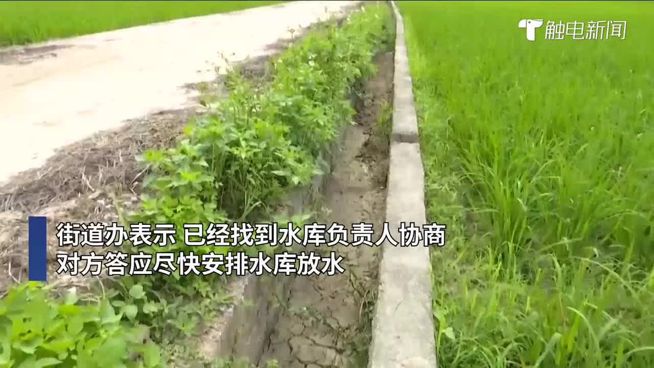蒲草社区最新天气预报概览