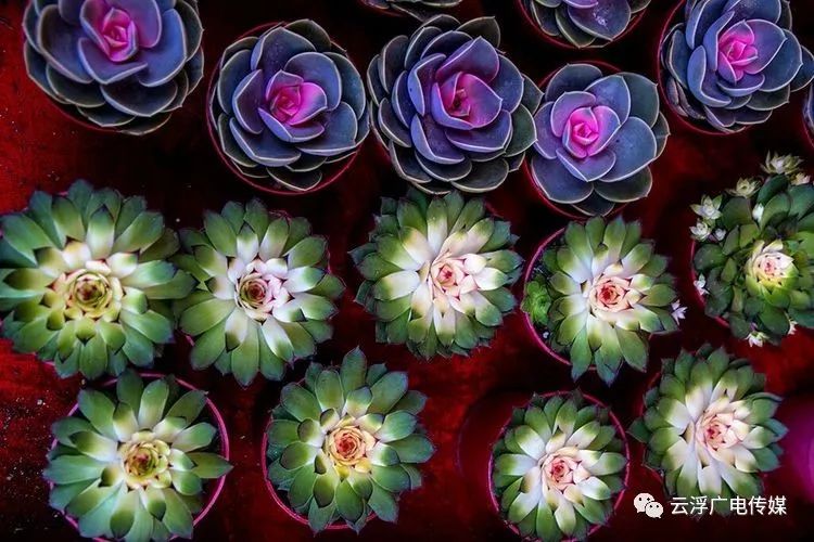 色花堂最新网，探索多彩世界的门户网站