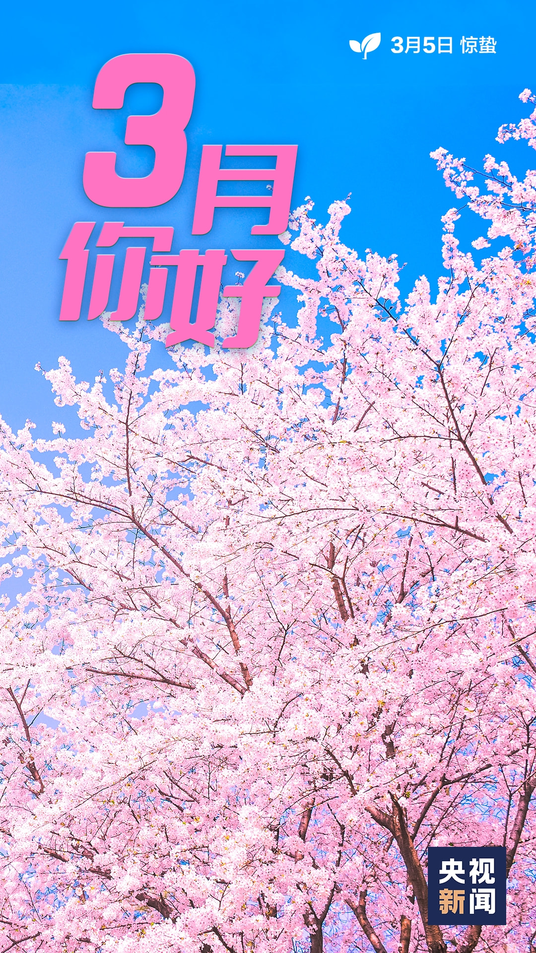三月最新合集，探索春天的魅力与多彩世界的美景