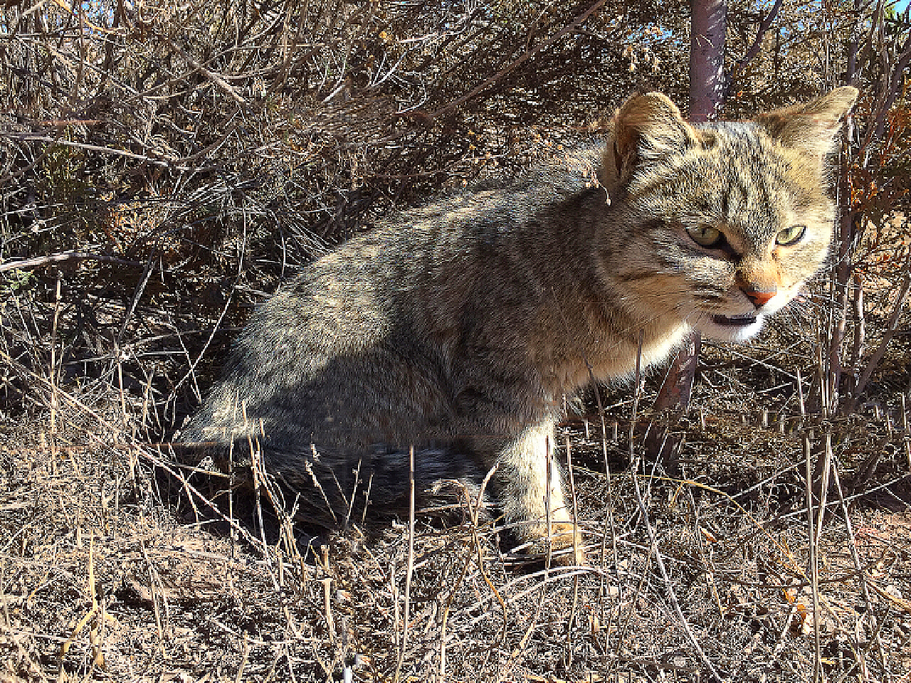野猫最新地址揭秘，城市隐秘角落与生态保护探访